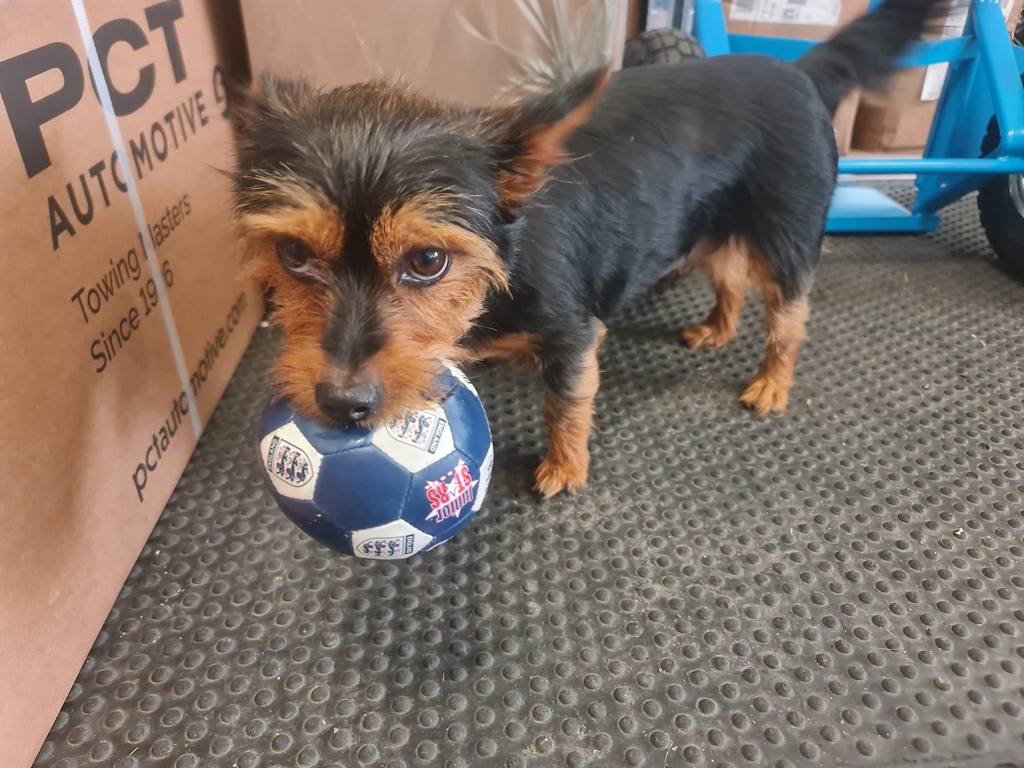 Yorkshire Terrier